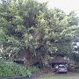 Actually, that's a "baby" banyan.  The Big Banyan will double in size in a few years.  Allowed to strategically grow, it will drop runner roots to the ground from branches while will take hold and become satellite trees.